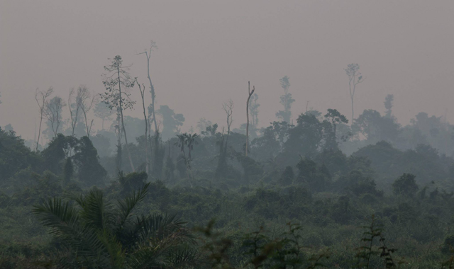 Sumatra – vypalování pralesů